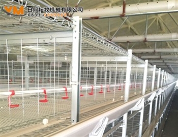 肉雞籠養現場